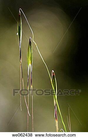 Grass View Large Photo Image Stock Photo - Grass. Fotosearch