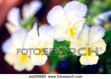 Stock Photo - Group of Pansies. Viola x wittrockiana. April 2006. Maryland, USA.. Fotosearch