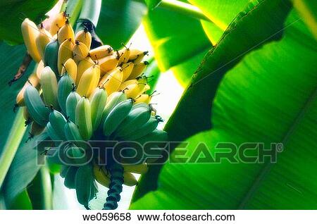 Growing Banana Fruits. Musa hybrid. November 200, Maryland, USA View Large Photo Image Stock Photo - Growing Banana Fruits. Musa hybrid. November 200, Maryland, USA. Fotosearch