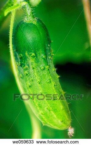 Growing cucumber. Cucumis sativus. July 2005, Maryland, USA View Large Photo Image Stock Image - Growing cucumber. Cucumis sativus. July 2005, Maryland, USA. Fotosearch