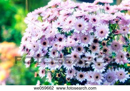 Growing garden mums. Chrysanthemum hybrid. October 2006, Maryland, USA View Large Photo Image Stock Image - Growing garden mums. Chrysanthemum hybrid. October 2006, Maryland, USA. Fotosearch