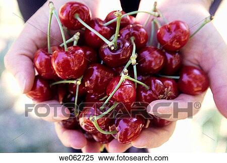 Handful of cherries View Large Photo Image Stock Photography - Handful of cherries. Fotosearch