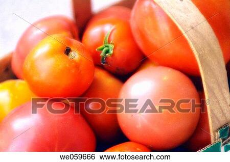 Homegrown tomatoes in a basket. Solanum lycopersicon. September 2005, Maryland, USA View Large Photo Image Stock Photograph - Homegrown tomatoes in a basket. Solanum lycopersicon. September 2005, Maryland, USA. Fotosearch