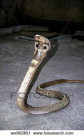 Stock Image - Indian Cobra (Naja naja), a common venomous snake of India, seen in Gorai area of Mumbai.. Fotosearch