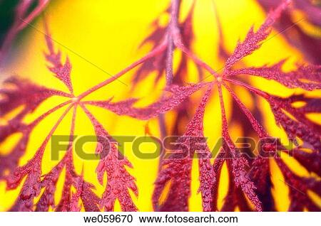Stock Image - Japanese maple. Acer palmatum. April 2006. Maryland, USA.. Fotosearch