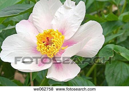 Stock Photo - Japanese tree peony at the Royal Botanical Gardens, Toronto, Canada. Fotosearch