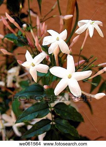 Jasmine flowers View Large Photo Image Picture - Jasmine flowers. Fotosearch