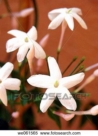 Jasmine flowers View Large Photo Image Stock Photography - Jasmine flowers. Fotosearch