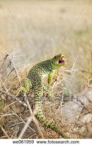 Stock Photo - Jewelled Lacerta (Lacerta lepida). Fotosearch