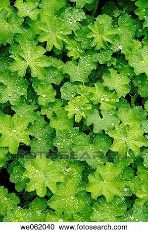 Lady's mantle (Alchemilla mollis) in Royal Botanic Gardens Kew in Richmond, London. England, UK View Large Photo Image Stock Image - Lady's mantle (Alchemilla mollis) in Royal Botanic Gardens Kew in Richmond, London. England, UK. Fotosearch