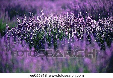 Lavender. Provence, France View Large Photo Image Stock Photo - Lavender. Provence, France. Fotosearch