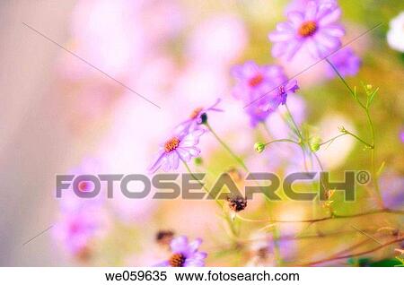 Lavender swan river daisies. Brachycome iberidifolia. July 2006, Maryland, USA View Large Photo Image Stock Photography - Lavender swan river daisies. Brachycome iberidifolia. July 2006, Maryland, USA. Fotosearch