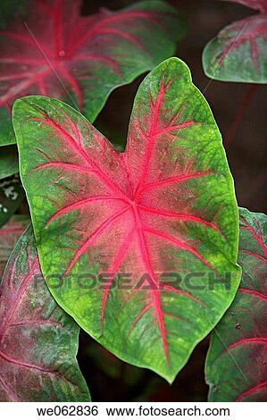 Leaf View Large Photo Image Stock Photograph - Leaf. Fotosearch