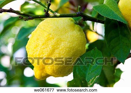 Lemon, El Puerto de Santa Mar? a. Cßdiz province, Andalusia, Spain View Large Photo Image Stock Photo - Lemon, El Puerto de Santa Mar? a. Cßdiz province, Andalusia, Spain. Fotosearch