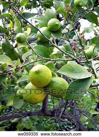 Lemons View Large Photo Image Stock Photography - Lemons. Fotosearch