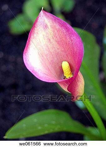 Lily View Large Photo Image Stock Photograph - Lily. Fotosearch