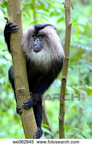 Lion-tailed Macaque, Macaca silenus, at Anamalai, Tamilnadu, India View Large Photo Image Stock Photography - Lion-tailed Macaque, Macaca silenus, at Anamalai, Tamilnadu, India. Fotosearch