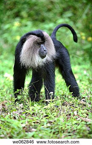 Stock Photograph - Lion Tailed Maquac, at Anamalai, Tamilnadu, India. Fotosearch