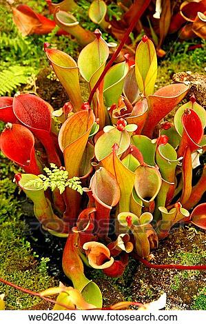 Marsh Pitcher plant (Heliamphora nutans) in the Princess of Wales conservatory of the Royal Botanic Gardens Kew in Richmond, London. England, UK View Large Photo Image Stock Photograph - Marsh Pitcher plant (Heliamphora nutans) in the Princess of Wales conservatory of the Royal Botanic Gardens Kew in Richmond, London. England, UK. Fotosearch