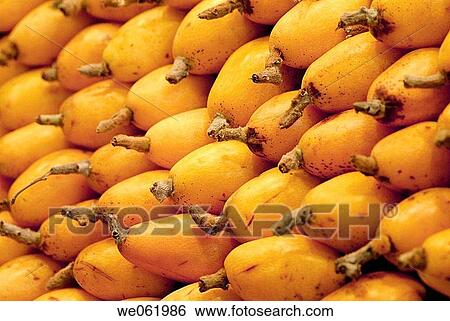 Medlars at La Boqueria market, Barcelona. Catalonia, Spain View Large Photo Image Stock Photograph - Medlars at La Boqueria market, Barcelona. Catalonia, Spain. Fotosearch