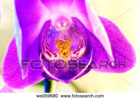 Stock Image - Moth Orchid. Phalaenopsis orchid close-up. December 2006. Maryland, USA.. Fotosearch