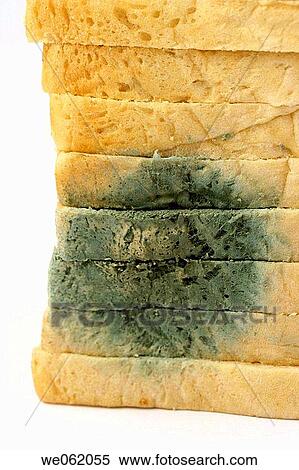 Mouldy bread View Large Photo Image Stock Photography - Mouldy bread. Fotosearch