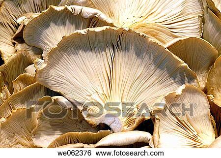 Stock Photograph - Mushrooms at La Boqueria market, Barcelona. Catalonia, Spain. Fotosearch