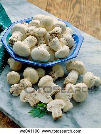 Mushrooms View Large Photo Image Stock Image - Mushrooms. Fotosearch
