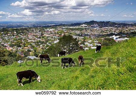 New Zealand, North Island, Auckland, cattle grazing on the slopes of Mt. Eden with view of One Tree Hill View Large Photo Image Stock Image - New Zealand, North Island, Auckland, cattle grazing on the slopes of Mt. Eden with view of One Tree Hill. Fotosearch