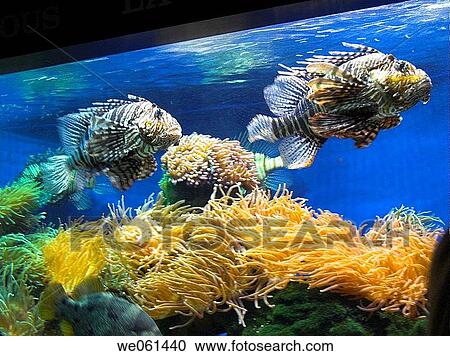 Stock Image - Ocean Museum, Monaco. Fotosearch