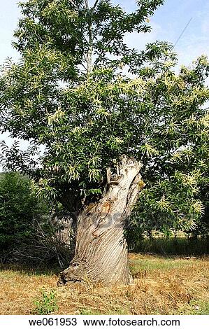 Old growth chestnut tree View Large Photo Image Stock Image - Old growth chestnut tree. Fotosearch