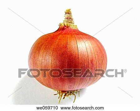 Onion _ Common vegetable. An onion is the bulb of the hardy biennial herb Allium cepa View Large Photo Image Stock Image - Onion _ Common vegetable. An onion is the bulb of the hardy biennial herb Allium cepa. Fotosearch