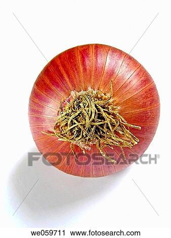 Onion _ Common vegetable. An onion is the bulb of the hardy biennial herb Allium cepa View Large Photo Image Stock Image - Onion _ Common vegetable. An onion is the bulb of the hardy biennial herb Allium cepa. Fotosearch