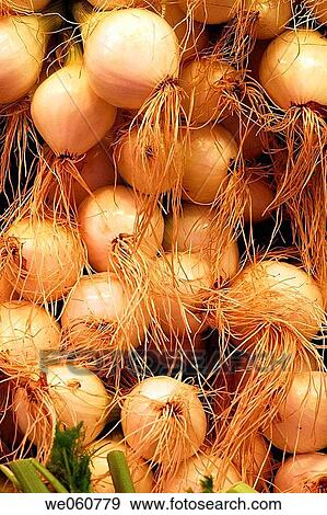 Onions. La Boquer? a market. Barcelona. Spain. View Large Photo Image Stock Photo - Onions. La Boquer? a market. Barcelona. Spain.. Fotosearch