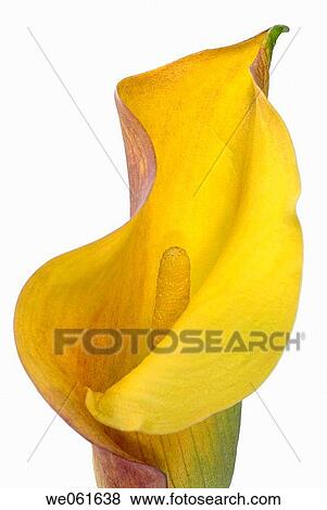 Orange mango calla lilly View Large Photo Image Stock Photo - Orange mango calla lilly. Fotosearch