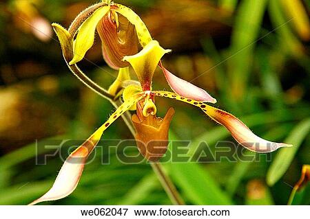 Orchid (Paphiopedilum lowii) in the Princess of Wales conservatory of the Royal Botanic Gardens Kew in Richmond, London. England, UK View Large Photo Image Stock Photo - Orchid (Paphiopedilum lowii) in the Princess of Wales conservatory of the Royal Botanic Gardens Kew in Richmond, London. England, UK. Fotosearch