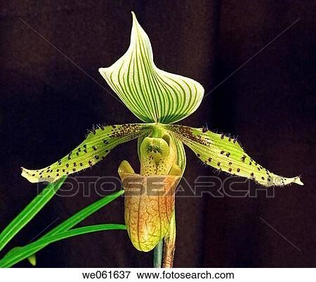 Orchid (Paphiopedilum sp. ) View Large Photo Image Stock Photo - Orchid (Paphiopedilum sp. ). Fotosearch