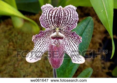 Orchid (Paphiopedilum sp. ) View Large Photo Image Stock Photo - Orchid (Paphiopedilum sp. ). Fotosearch