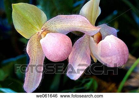 Orchid (Paphiopedilum sp. ) View Large Photo Image Stock Photograph - Orchid (Paphiopedilum sp. ). Fotosearch