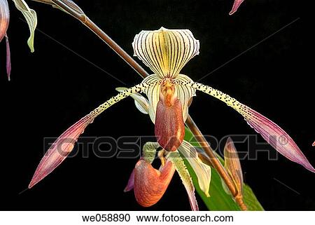 Orchid paphiopedilum View Large Photo Image Stock Image - Orchid paphiopedilum. Fotosearch