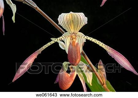 Orchid (Paphiopedium sp. ) View Large Photo Image Stock Image - Orchid (Paphiopedium sp. ). Fotosearch