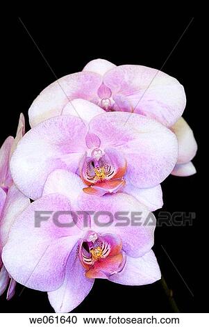 Stock Image - Orchid (Phalaenopsis sp. ). Fotosearch