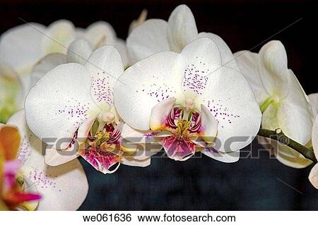 Orchid (Phalaenopsis sp. ) View Large Photo Image Stock Photograph - Orchid (Phalaenopsis sp. ). Fotosearch