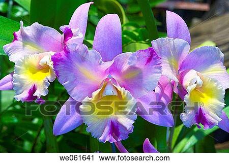 Orchids (Cattlyea sp. ) View Large Photo Image Stock Image - Orchids (Cattlyea sp. ). Fotosearch