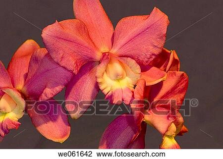 Stock Image - Orchids (Laelia sp. ). Fotosearch