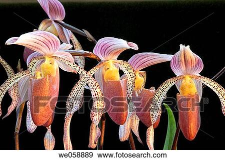 Orchids paphiopedilums View Large Photo Image Stock Photo - Orchids paphiopedilums. Fotosearch
