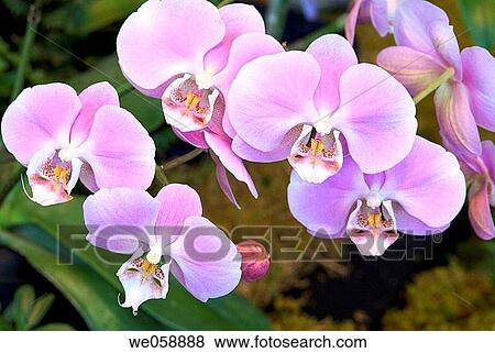 Orchids phalaenopsis View Large Photo Image Stock Photo - Orchids phalaenopsis. Fotosearch