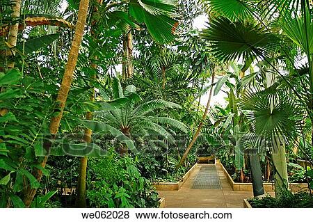 Palm trees in greenhouse at the Royal Botanic Gardens Kew in Richmond, London. England, UK View Large Photo Image Stock Photo - Palm trees in greenhouse at the Royal Botanic Gardens Kew in Richmond, London. England, UK. Fotosearch