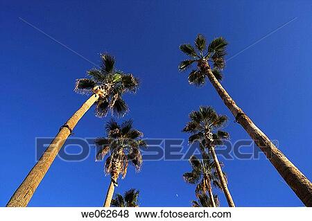 Stock Photo - Palm trees, Los Cabos. Baja California Sur, Mexico. Fotosearch