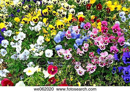 Pansies (Viola tricolor) View Large Photo Image Stock Image - Pansies (Viola tricolor). Fotosearch